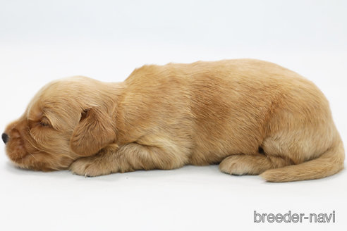 成約済の神奈川県のミックス犬-328249の2枚目